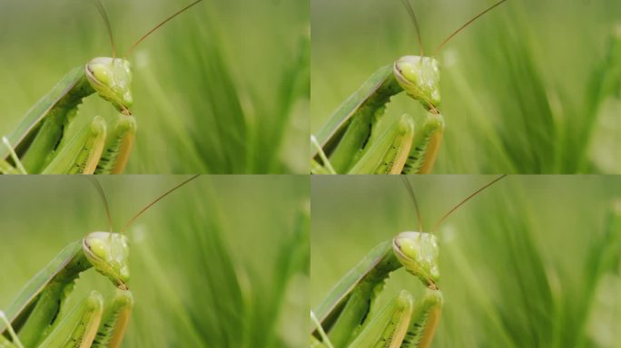 螳螂躲在绿草中，与背景融为一体。