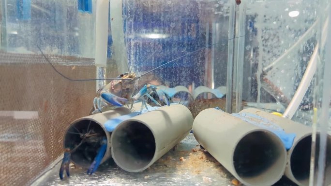 小龙虾的生长。水族馆里的澳大利亚蓝螯虾