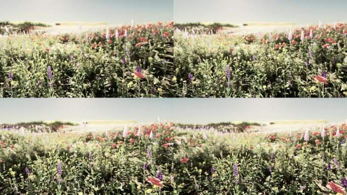 一片充满生机的田野，开满了五颜六色的花朵