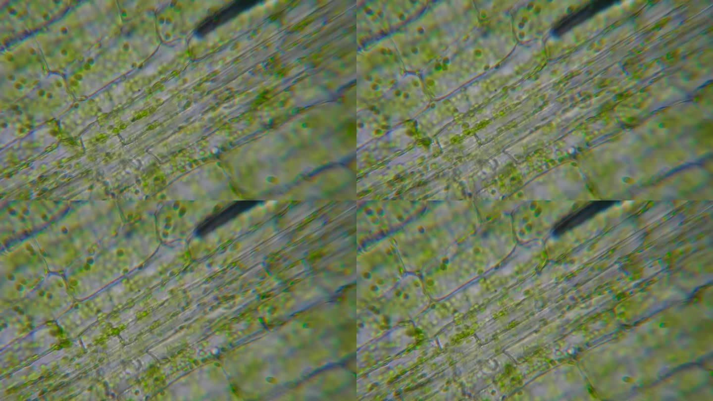 显微镜下运动细胞叶绿体。叶绿素细胞分裂。叶片植物的细胞结构。显微镜下叶绿体运动的叶片光合作用。病毒感