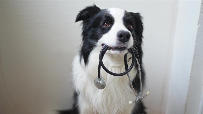 小狗边境牧羊犬叼着听诊器在白色背景。兽医诊所接待的纯种宠物狗。宠物保健和动物概念