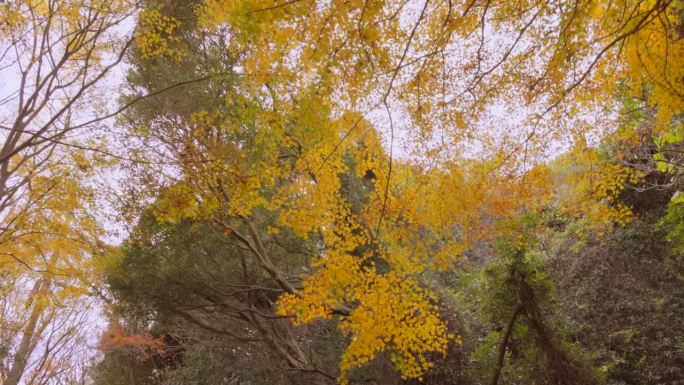 秋山，秋叶铺展黄色枫叶