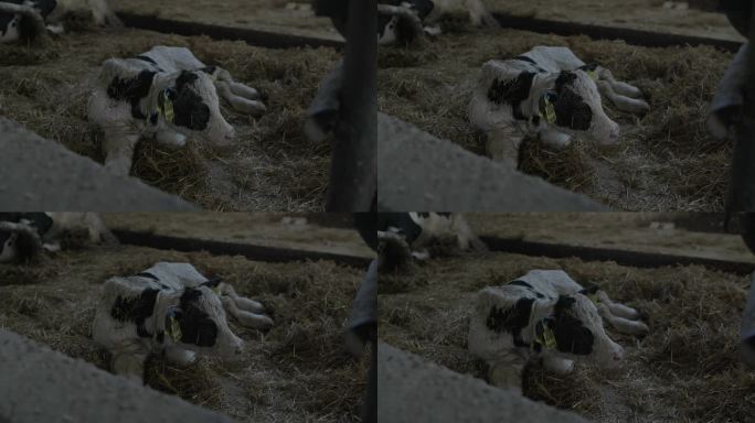 一头刚出生的小牛躺在马厩里的稻草上。