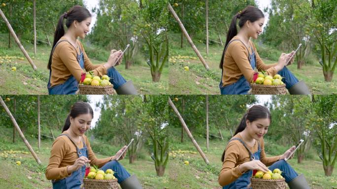 一位拥有橘子园的亚洲妇女，坐在通往橘子园的小路上，被橘子树包围着，坐在手机上回复顾客订购橙子的信息。