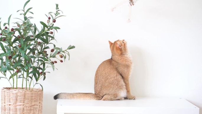 英国猫穿着白色的桌子，上面有橄榄树和白色的背景