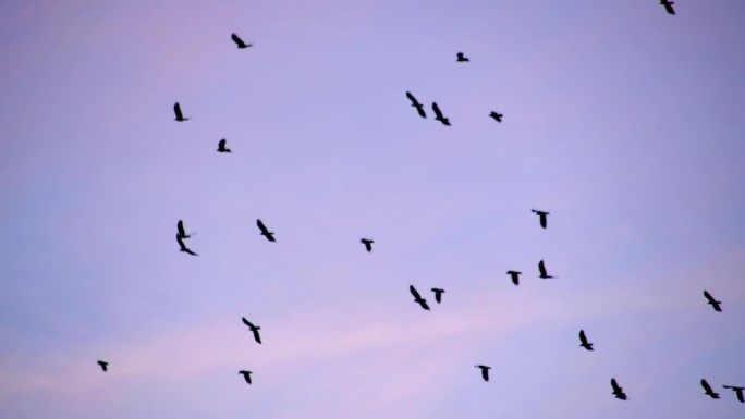 鸟群在暮色的天空中飞翔，散乱的队形