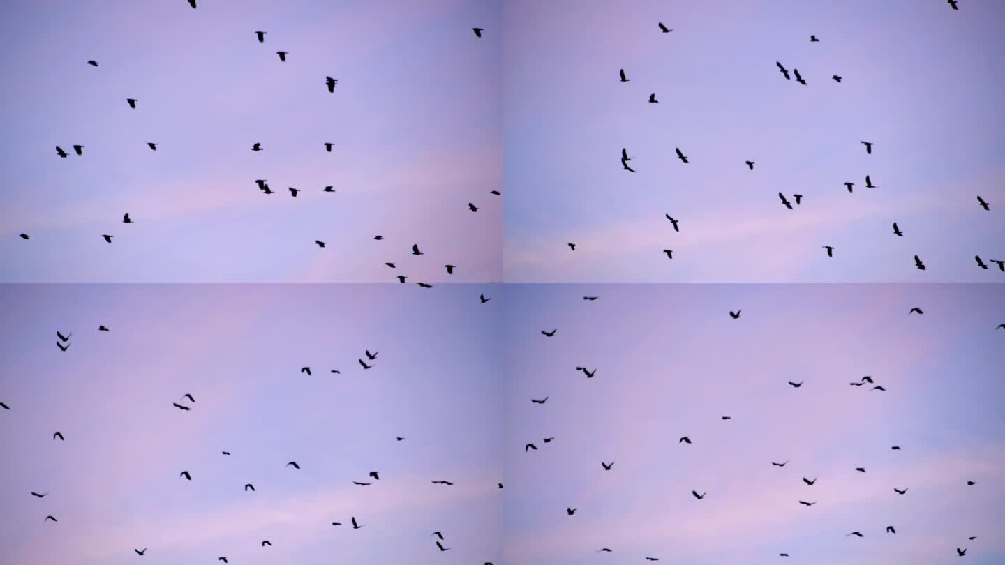 鸟群在暮色的天空中飞翔，散乱的队形