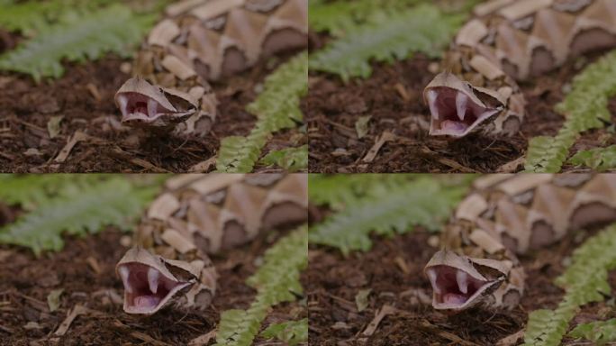 加蓬毒蛇在炫耀她巨大的毒牙