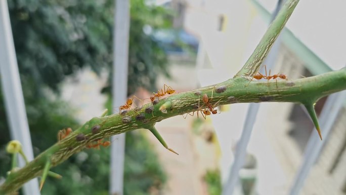 红蚁或织蚁在柠檬植物上偷取蚜虫蜜露的宏观观察