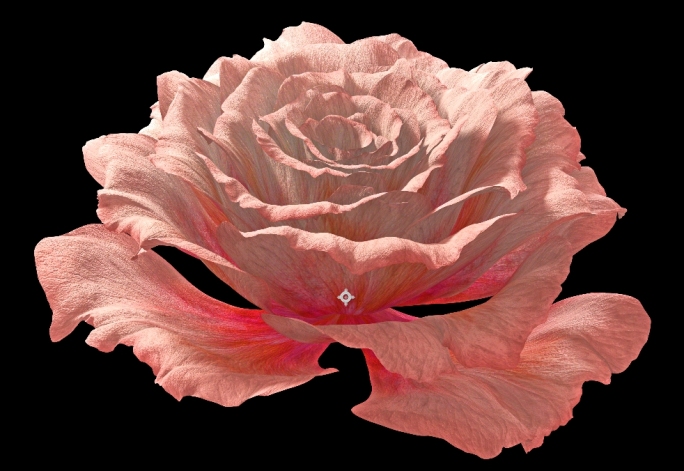 玫瑰 牡丹 情人节妇女节开花浪漫动画视频