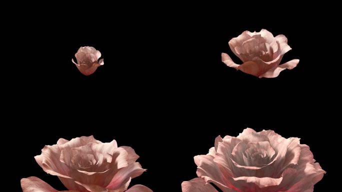 玫瑰 牡丹 情人节妇女节开花浪漫动画视频
