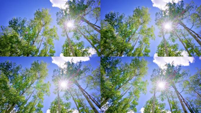 天空中的树。夏季夏天仰望仰拍炎热中午