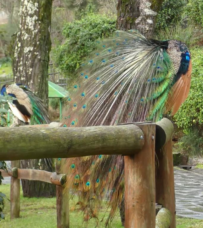 垂直视频。孔雀、孔雀或孔雀，生活在公园里五颜六色的尾羽姿态优雅。栖息在一根棍子上