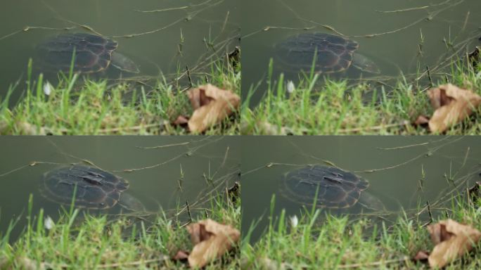 湄公河吃蜗牛的乌龟在泰国的水面下睡觉。高角度拍摄