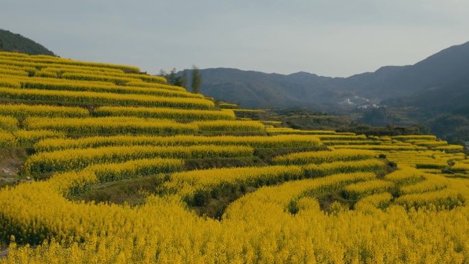 婺源江岭梯田油菜花 (1)