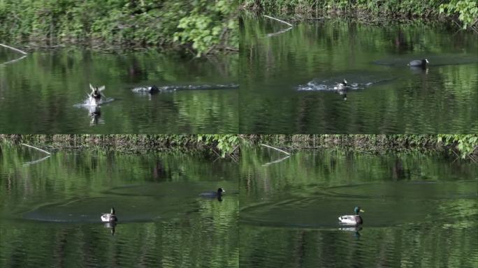 春天的湖面上，白骨顶赶走了一只鸭子