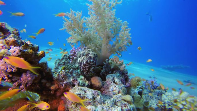 热带蓝海珊瑚鱼