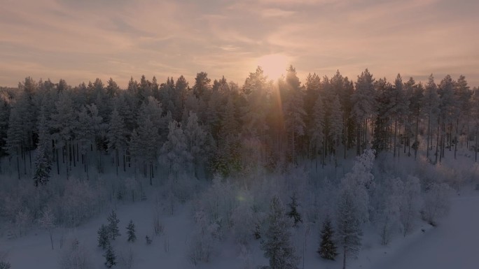 缓慢的风景近距离从地面飞到被白霜覆盖的松树林上方，并在日落中突出。北欧极度寒冷，气温低于零下30度。