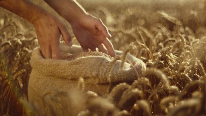 日落时分，有机农场里，男性农学家的手与小麦谷物