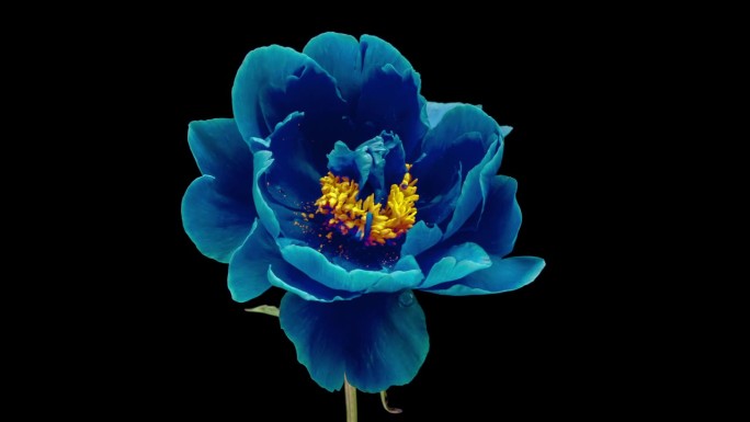 蓝色牡丹花在黑色背景上绽放的延时。