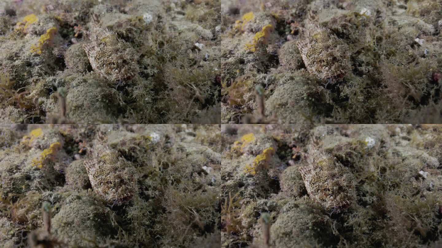 一只蝎子鱼躲在海底不动，以免被人看见。用佳能R5 4K相机拍摄。