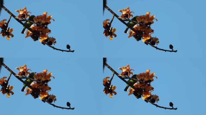 木棉花枝上的拟啄木鸟