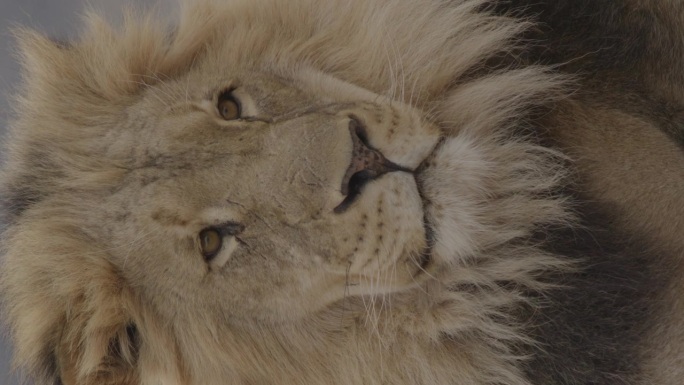狮子脸近距离的垂直视频