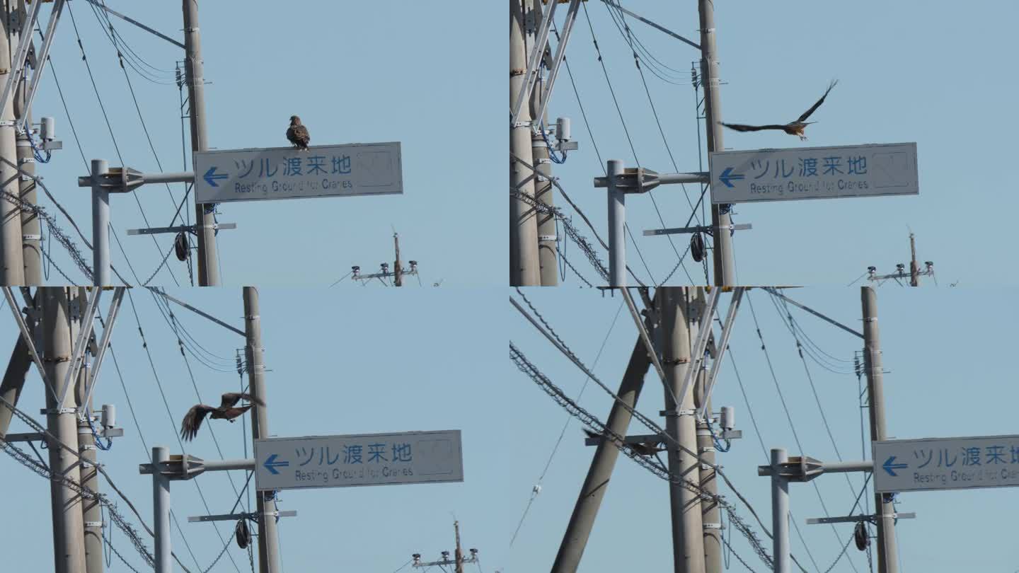 猛禽从鹤休息点标志庄严起飞，泉，日本