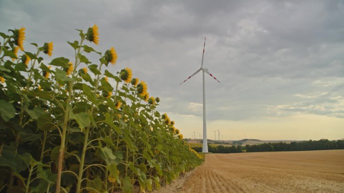 土地的更新:风力涡轮机在农村向日葵田