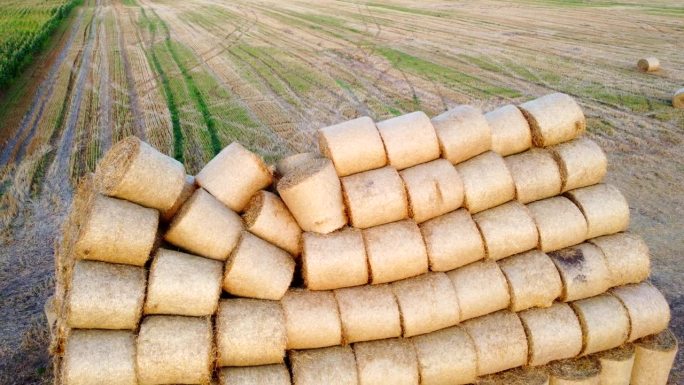 在一个秋天夏天的傍晚早晨，田地里有许多捆被压缩成圆卷的干麦秸。无人机航拍图。概念农业活动，农业产业