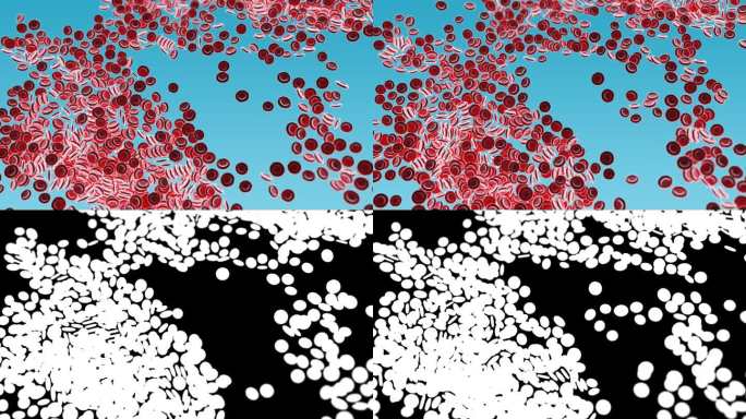 红细胞在蓝色背景上的特写。3D渲染动画。