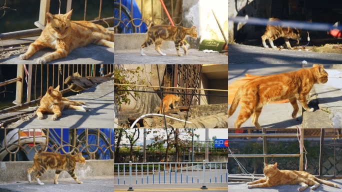 城市流浪猫 城市野猫