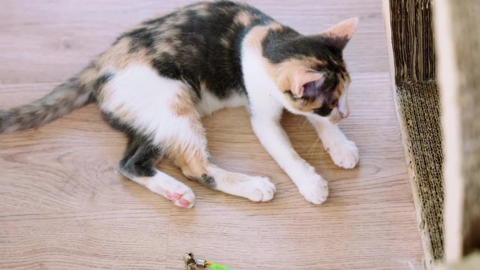 短毛猫躺在木地板上玩宠物玩具