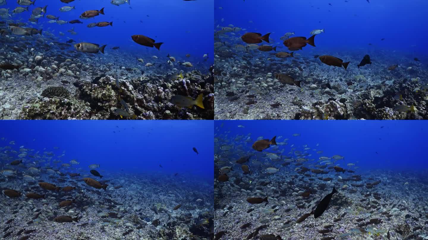 南太平洋中部法属波利尼西亚的法卡拉瓦礁环礁上，一大群座头鲸、红鲷鱼、谷歌眼和灰鲨