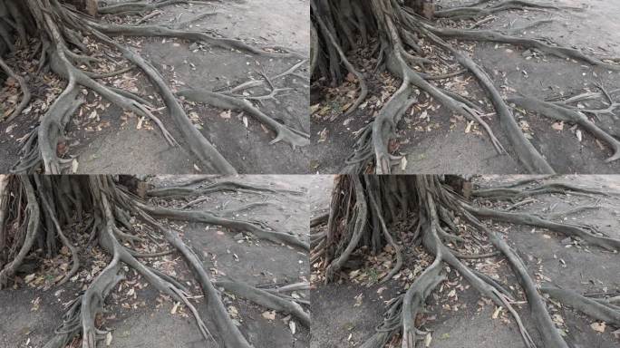 树根生长的时间推移