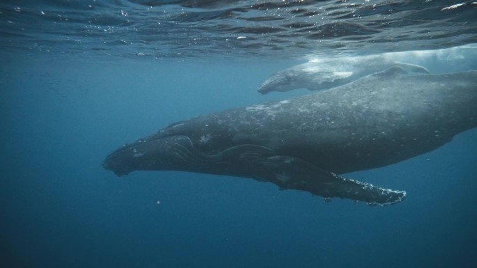 座头鲸母亲和幼鲸在梯队中游泳;妈妈在小海豚的前面游，因为它们靠近水面呼吸。