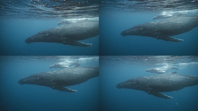 座头鲸母亲和幼鲸在梯队中游泳;妈妈在小海豚的前面游，因为它们靠近水面呼吸。