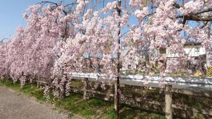 哭泣的樱花树(Shidare sakura)在北高田，日本福岛。
