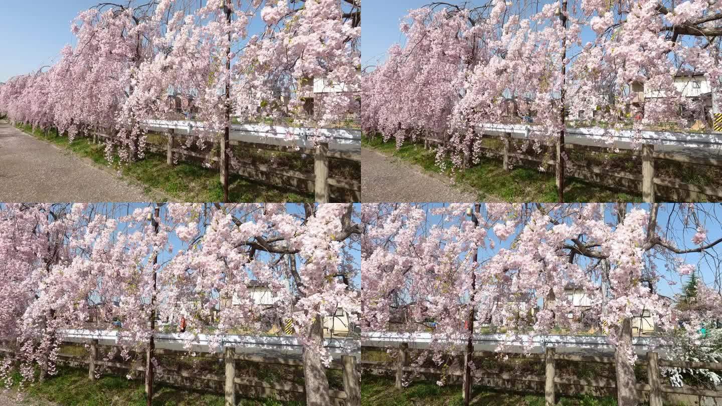 哭泣的樱花树(Shidare sakura)在北高田，日本福岛。