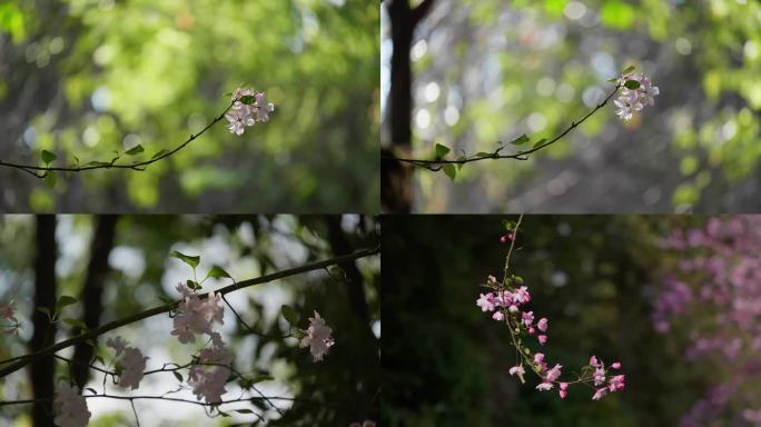 树林中的一支海棠花