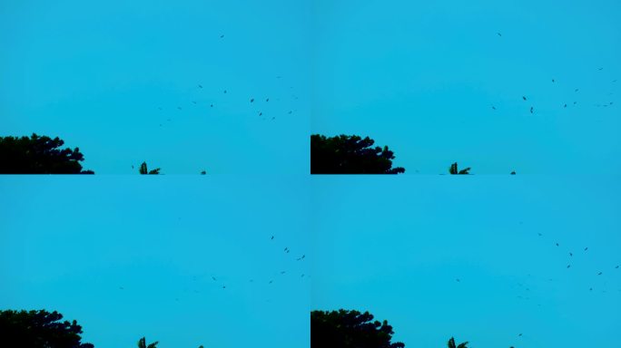 远处一群候鸟在异国棕榈树上列队盘旋飞行