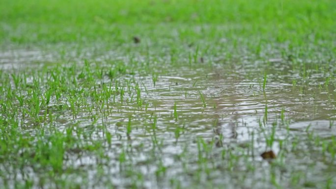 下雨 雨滴 滴水 草地 水坑 湿地