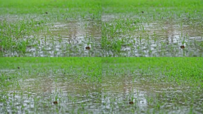 下雨 雨滴 滴水 草地 水坑 湿地