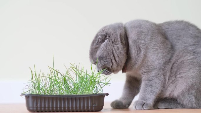 苏格兰虎斑猫，白色背景，绿色室内植物。猫在吃绿燕麦草的芽