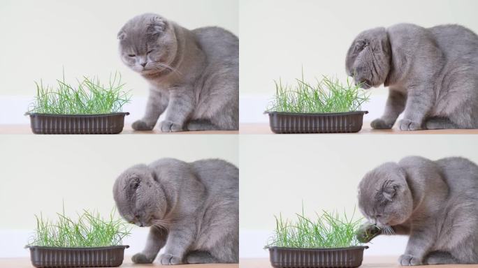 苏格兰虎斑猫，白色背景，绿色室内植物。猫在吃绿燕麦草的芽