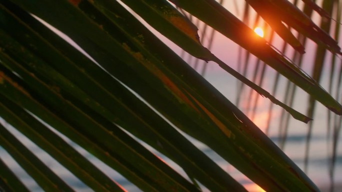 太阳在天堂般的海滩上缓缓落下，棕榈叶欢快地颤抖着