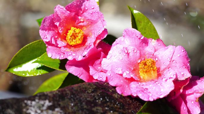 山茶花 茶花