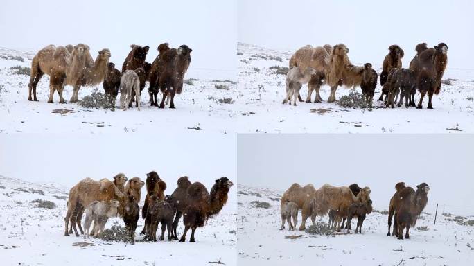 暴风雪中骆驼  母驼与驼羔  沙漠