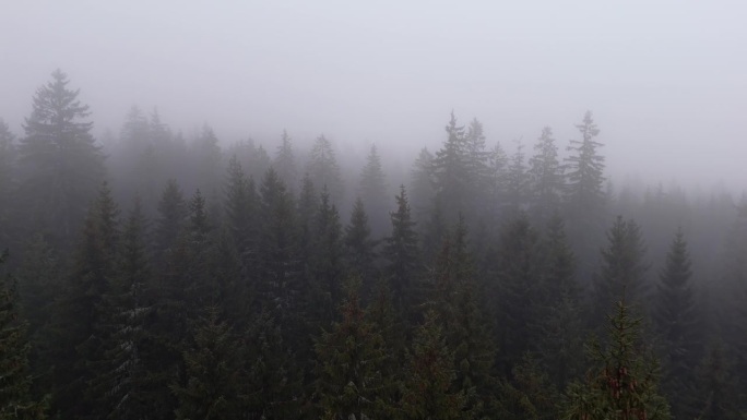 令人难以忘怀的美丽无人机拍摄的雾气笼罩的树木与雪，在山上，展示了冬天的凄凉。