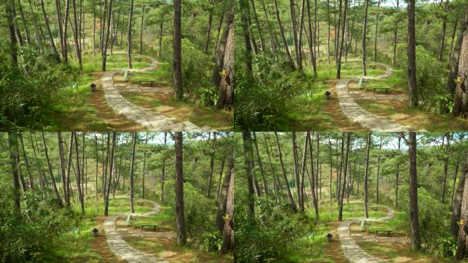 在越南古兰民俗村，被高大的松树环绕的石阶蜿蜒而下，倾斜向上
